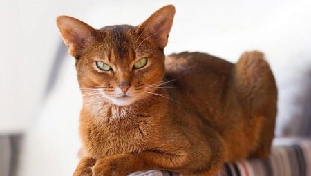 Чем и как кормить абиссинских кошек и котов?
