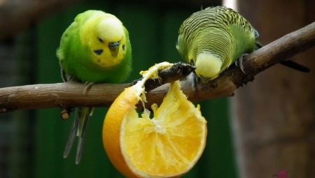 Какие фрукты можно давать волнистым попугаям?