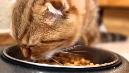 Канадские корма для кошек: особенности и рейтинг производителей