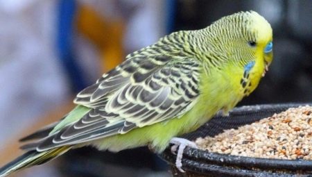 Корм для попугаев: виды и особенности подбора
