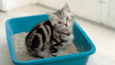Наполнители для кошачьего туалета: разновидности и тонкости использования