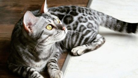 Описание и правила содержания бенгальских серых кошек 