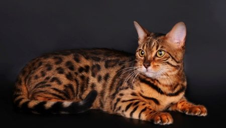 Породы кошек и котов тигрового окраса и их содержание