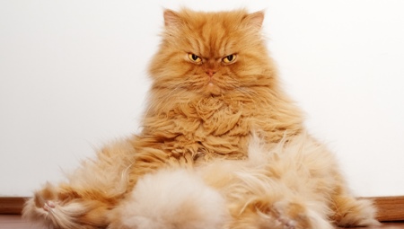 Рыжие персидские коты: характеристика и особенности ухода