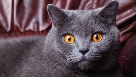 Сколько лет живут британские кошки и коты?