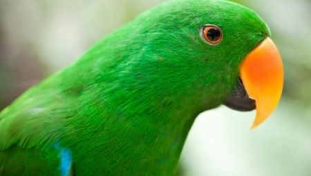 Все о зеленых попугаях 