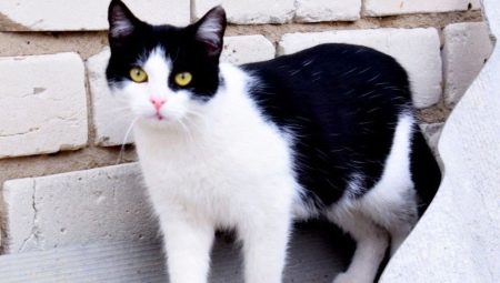 Черно-белые коты: поведение и распространенные породы