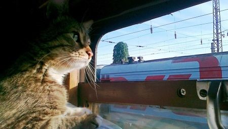 Как перевозить кошек в поезде?