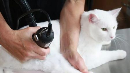Как в домашних условиях подстричь кота?