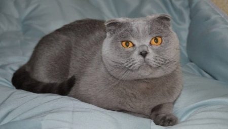 Особенности вислоухой шотландской голубой кошки