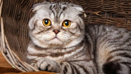 Шотландские мраморные коты: особенности окраса, описание породы и тонкости ухода