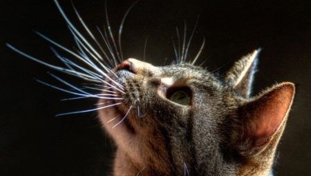 Усы у кошки: как они называются, какие у них функции, можно ли их подстригать?