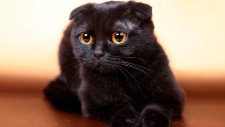 Все о черных вислоухих котах