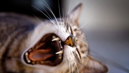 Зубы у кошки: количество, строение и уход за ними
