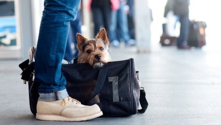Как перевозить собак в поезде?