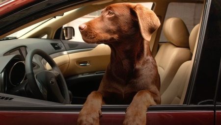 Как перевозить собаку в машине?