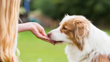 Лакомства для собак: виды, лучшие производители и особенности выбора