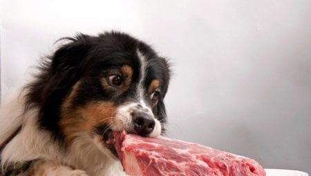 Почему собакам нельзя давать свинину?