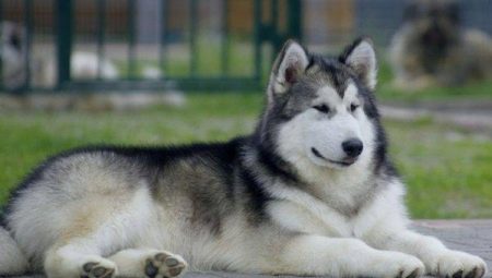 Северные собаки: обзор пород и рекомендации по содержанию
