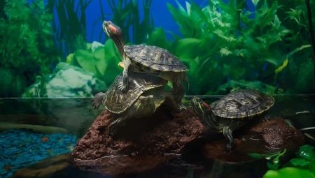 Аквариумные черепахи: разновидности, уход и размножение