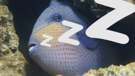 Как спят рыбы в аквариуме?