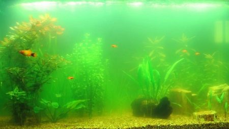 Почему в аквариуме цветет вода и как с этим бороться?