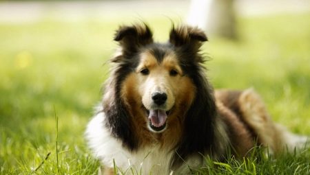 Породы самых здоровых собак: обзор и советы по выбору