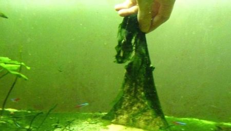 Сине-зеленые водоросли в аквариуме: причины возникновения и способы борьбы