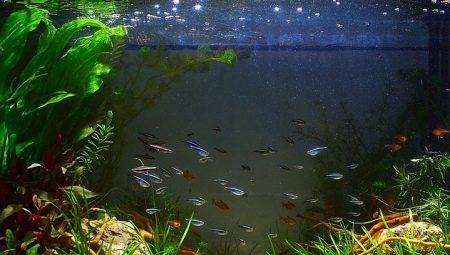 Перезапуск аквариума: как правильно заменить воду?