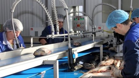 Кто такой технолог рыбного производства и чем занимается?