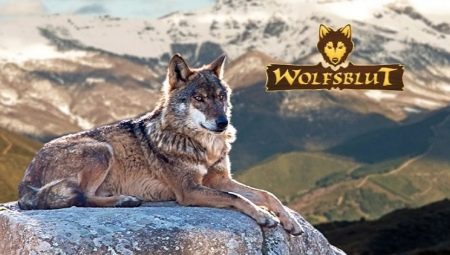 Обзор кормов для собак Wolfsblut («Волчья кровь»)