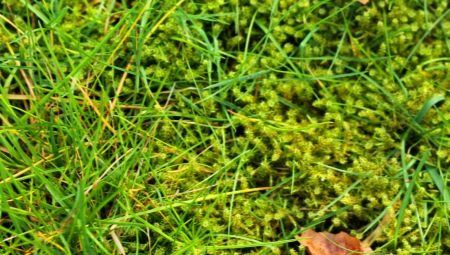 Почему на газоне появился мох и как от него избавиться?