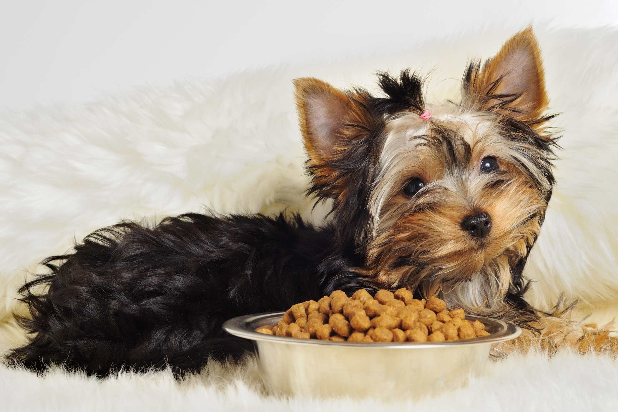 Правильное Питание Для Собак Мелких Пород