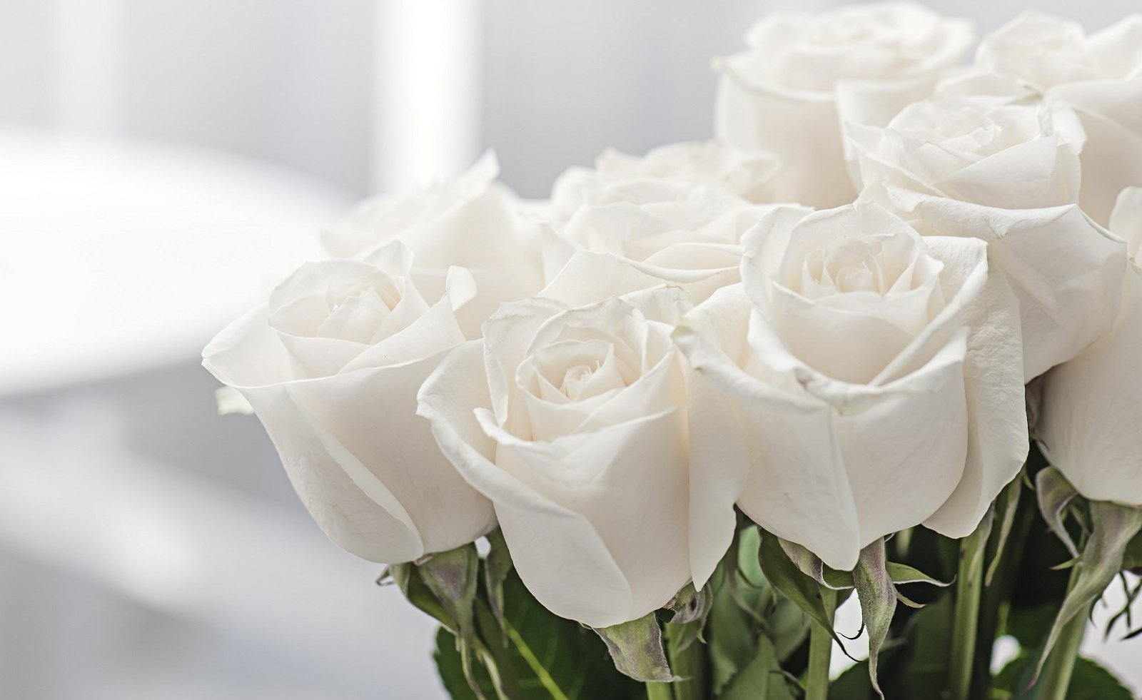 Белые Розы Картинки Поздравления