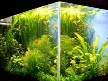 akvarium travnik osobennosti i rekomendacii po izgotovleniyu 8