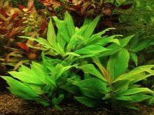 Как выращивать аквариумные растения из семян дома?