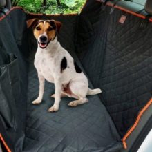 Транспортировка собак в автомобиле