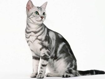 Азиатская порода голубой кошки