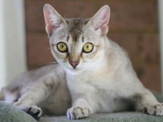 Порода домашней кошки из азии