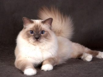 Азиатские породы кошек белые