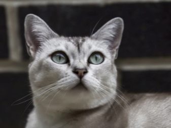Фото породы кошек азиатской дымчатой породы