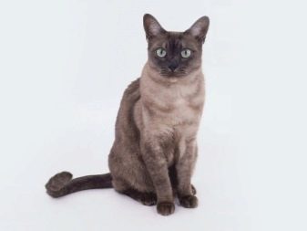Азиатская порода голубой кошки