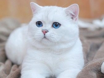 Кошки породы британцы белые