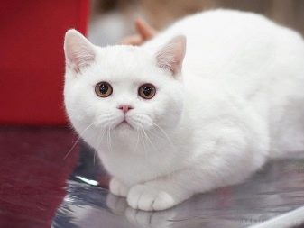 Порода кошек белые британцы фото