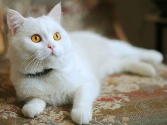 Фото кошек британской породы белого окраса