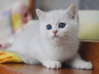 Белая кошка с голубыми глазами порода британская