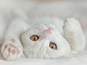 Порода кошек британец белая