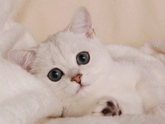 Порода кошки британцы с голубыми глазами