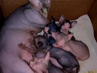 Сколько беременны кошки породы сфинкс