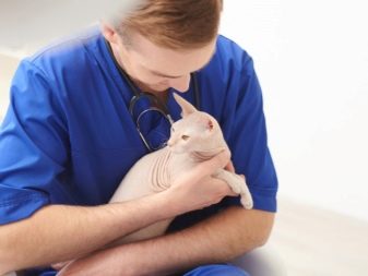 Беременная кошка породы сфинкс фото